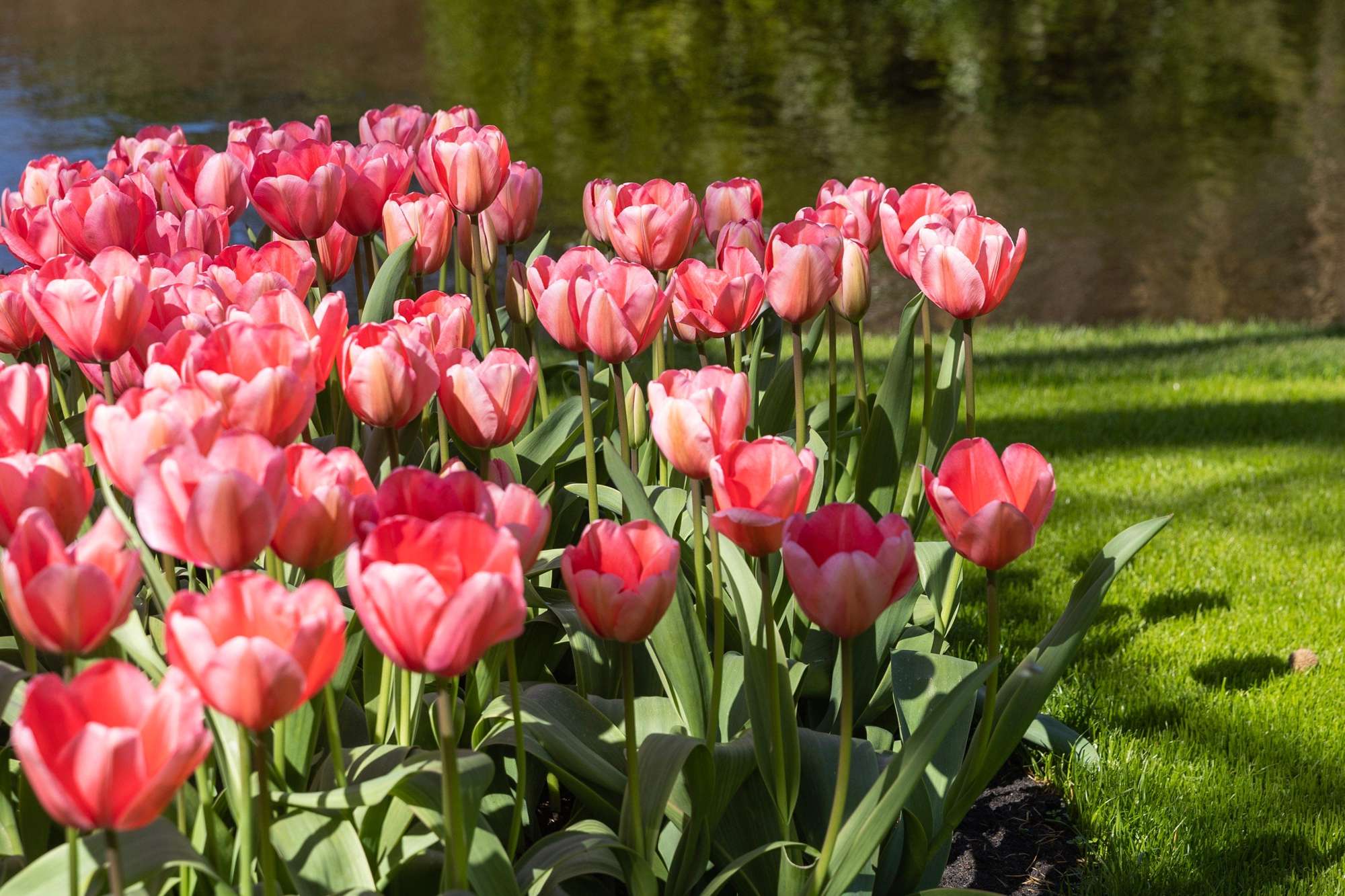 Tulpe 'Pink Impression'